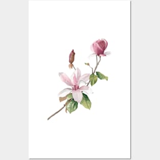 Blush magnolia flowers Posters and Art